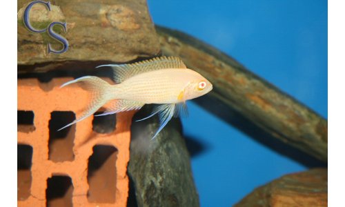 Neolamprologus daffodil albino